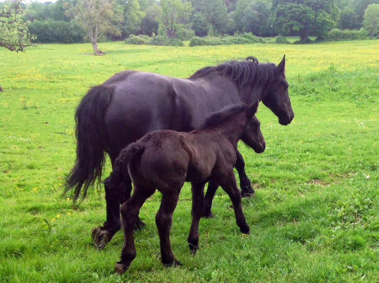 Les chevaux Percherons